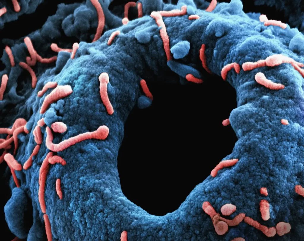 A colorized scanning electron micrograph showing a dark blue, textured, ring-like structure, likely a host cell, being surrounded and interacted with by numerous reddish-orange, rod-shaped bacteria or viruses, depicted at a microscopic level against a black background.